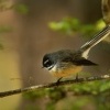Pavik popelavy - Rhipidura fuliginosa - Fantail - piwakawaka 6525